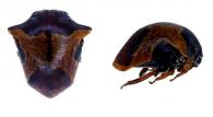Tragopa sp2