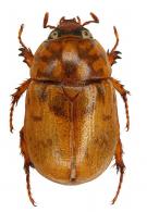 Cyclocephala quercina  Burmeister, 1847