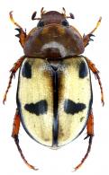 Cyclocephala virgo  Dechambre, 1999