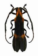 Iarucanga mimica (Bates, 1866)