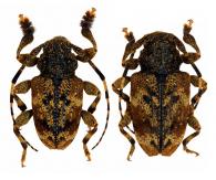 Eupromerella fuscicollis  (Bates, 1861)  ♂ & ♀