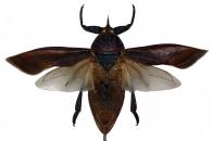 Lethocerus annulipes (Herrich-Schaeffer, 1845)