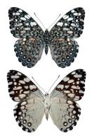 Hamadryas feronia feronia  (Linné, 1758)