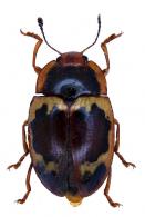 Iphiclus (Neobarytopus) nitidulus Olivier, 1807
