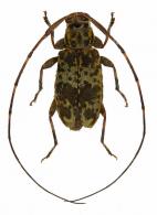Acanthocinini Gen sp G482
