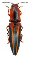 Semiotus furcatus (Fabricius, 1792)