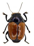 Cryptocephalinae Gen sp6