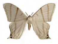 Therinia diffissa fortis  Jordan, 1924
