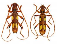 Ectenessa spinipennis  (Buquet, 1860) ♂ & ♀