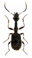 Colliuris sp2