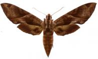 Eumorpha anchemolus  (Cramer, 1779)
