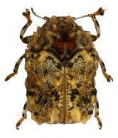 Chlamisus sp2
