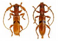 Engyum aurantium  Martins, 1970 ♂ & ♀