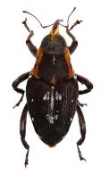 Conoderinae Gen sp54