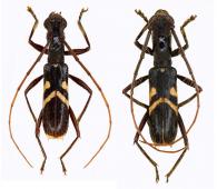 Gnomidolon melanosomum  Bates, 1870 ♂ & ♀