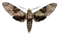 Manduca florestan  (Stoll, 1782)