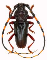 Andraegoidus lacordairei  (Dupont, 1838) var.2