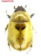 Augoderia giuglarisi  Ponchel,2009 PARATYPE