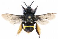 Epicharis (Epicharoides) maculata ()