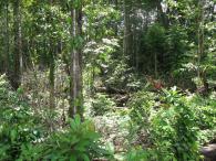 Forêt primaire 