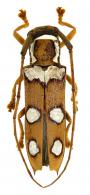 Porangonycha princeps  (Bates, 1872)