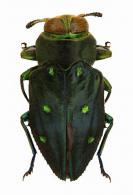 Chrysobothris anoguttata Gory, 1841