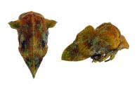 Hypheodana sp1