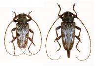 Acanthocinini Gen sp G433  ♂ & ♀