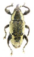 Heilipodus lateralis  (Olivier, 1790)