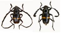 Lissonotus sp G80   ♂ & ♀