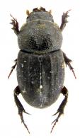 Aegidium sp2