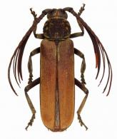 Psygmatocerus guianensis Tavakilian & Monné, 2002