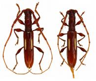 Neocompsa lineolata   (Bates, 1870) ♂ & ♀