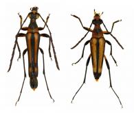 Strangalia melanostoma (Bates, 1870) ♂ & ♀