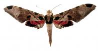 Adhemarius palmeri  (Boisduval, 1875)