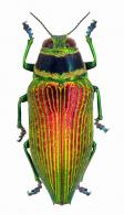Psiloptera  bicarinata (Thumberg, 1789)