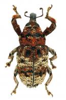 Curculionidae Gen sp88