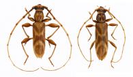 Ochrus grammoderus  Lacordaire, 1869  ♂ & ♀
