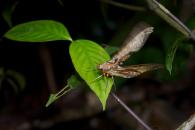 Protambulyx eurycles