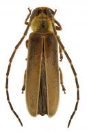 Aphilesthes rustica Bates, 1881