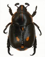 Rutela lineola  (Linnaeus, 1758)