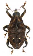Piazurus melanostictus  Boheman, 1838