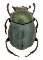 Deltochilum submetallicum  Castelnau, 1840