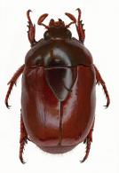 Lagochile brunnea castanea Benderitter, 1923