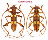 Nyssicus lobatus  Tavakilian & Dalens, 2014  ♂ & ♀  PARATYPES