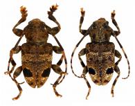Scythropopsis boucheri Tavakilian et Néouze, 2013 ♂ & ♀