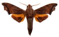 Nyceryx stuarti  (Rothschild, 1894)