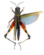 Caelifera Gen sp 4