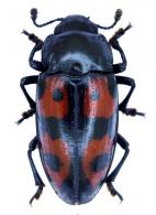 Pselaphacus quinquennotatus  Lacordaire, 1842