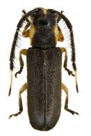Hemilophini Gen sp G508